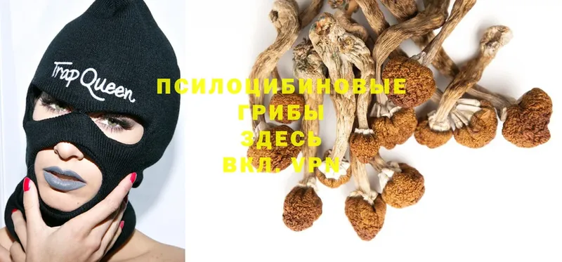 Псилоцибиновые грибы Psilocybine cubensis  Николаевск-на-Амуре 